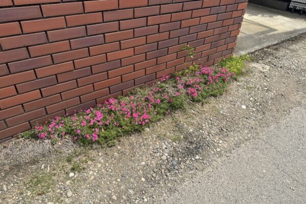 四年前の芝桜！